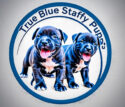 True Blue Staffy Pups